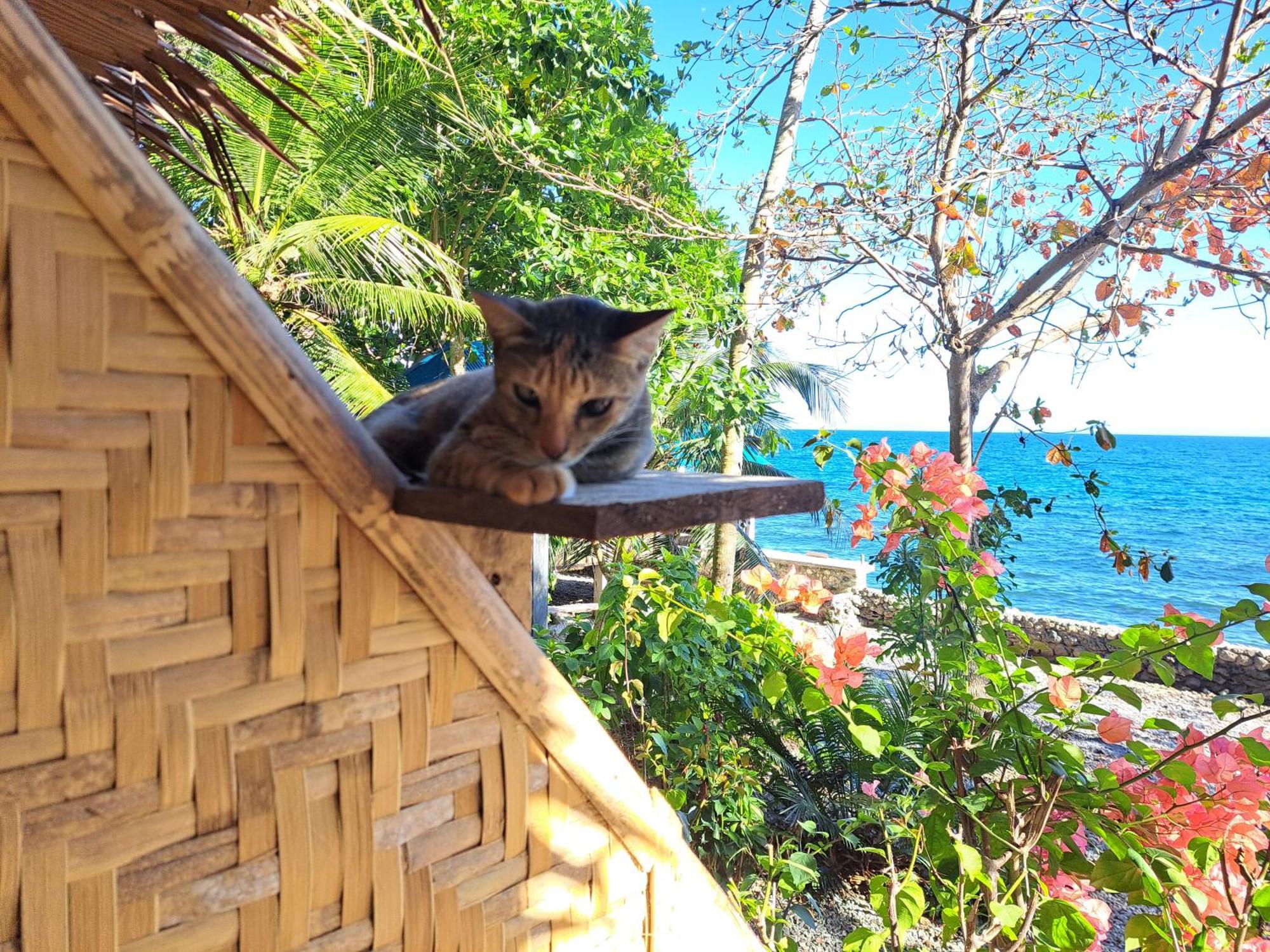Paseo Del Mar Seaside Inn Jagna 外观 照片
